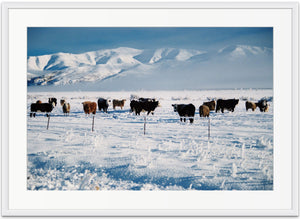 Winter Cows - SMA029